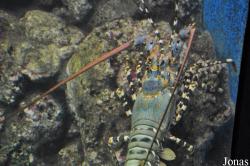 Panulirus versicolor