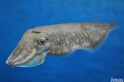 Sepiella inermis