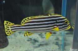 Plectorhinchus vittatus