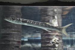 Sphyraena qenie
