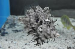 Chaetodermis penicilligerus