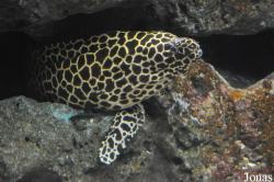 The Institute of Marine Science