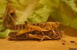 Schistocerca gregaria