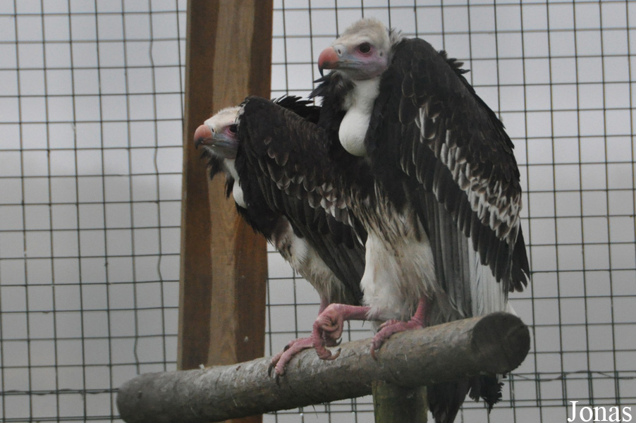 Noah's Ark Zoo Farm