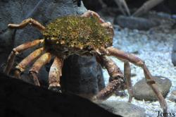 Blue Reef Aquarium