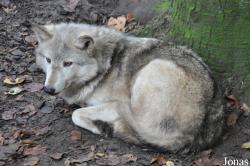 Cotswold Wildlife Park and Gardens