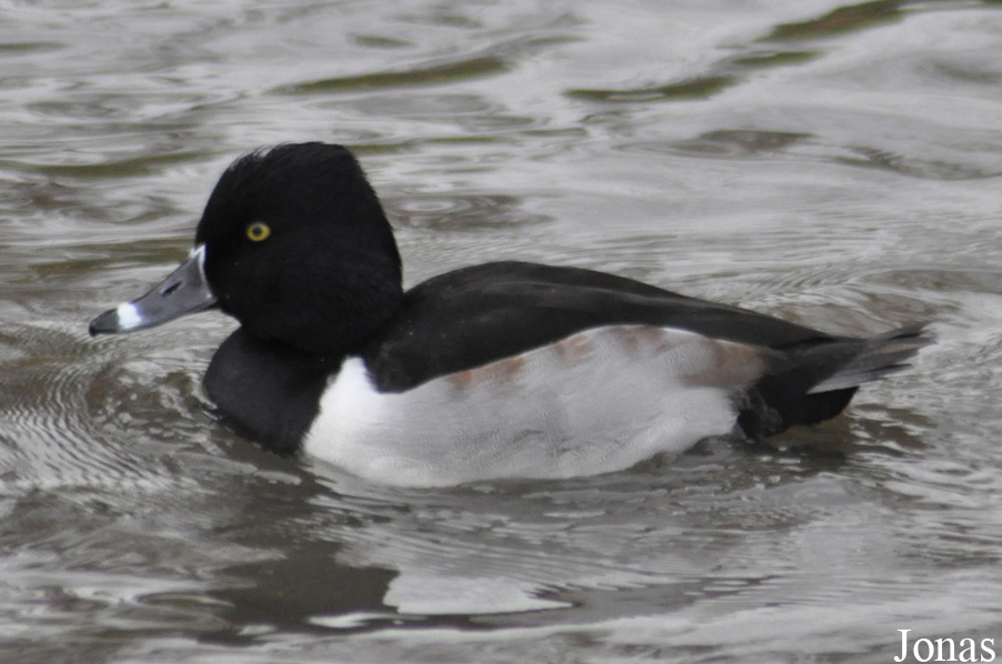 WWT Slimbridge Wetland Centre