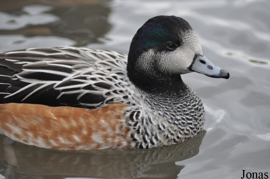 WWT Slimbridge Wetland Centre