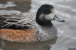 WWT Slimbridge Wetland Centre