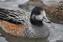 WWT Slimbridge Wetland Centre