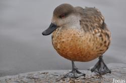 Lophonetta specularioides