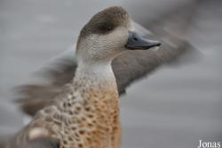 WWT Slimbridge Wetland Centre