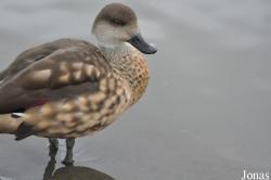WWT Slimbridge Wetland Centre