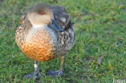 WWT Slimbridge Wetland Centre