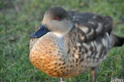 WWT Slimbridge Wetland Centre