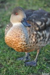 WWT Slimbridge Wetland Centre