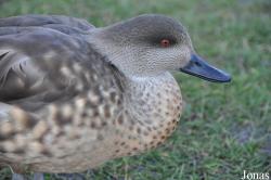 WWT Slimbridge Wetland Centre