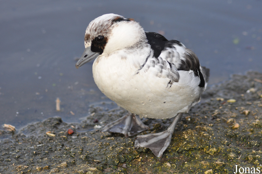 WWT Slimbridge Wetland Centre