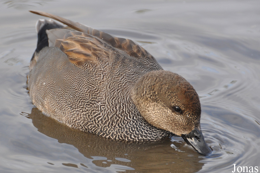 WWT Slimbridge Wetland Centre