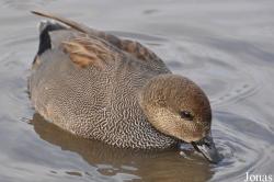 WWT Slimbridge Wetland Centre