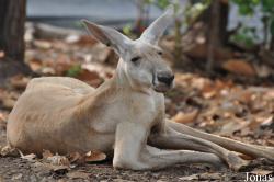 Chiang Mai Night Safari