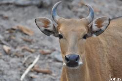 Bos javanicus birmanicus