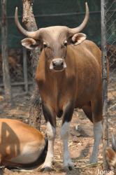 Chiangmai Zoo
