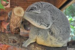 Chiangmai Zoo