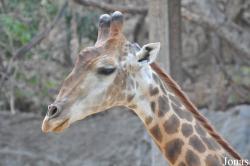 Chiangmai Zoo