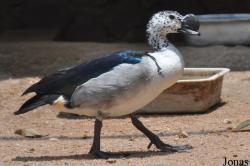 Khao Kheow Open Zoo