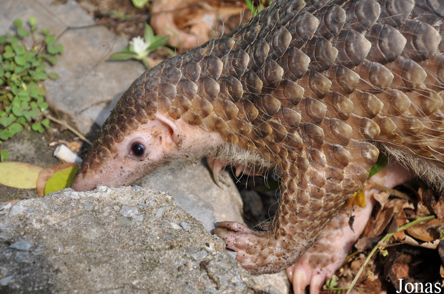 Khao Kheow Open Zoo