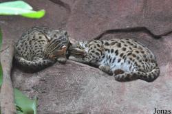 Khao Kheow Open Zoo