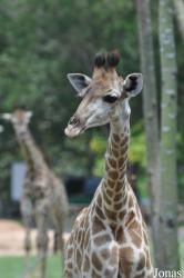 Khao Kheow Open Zoo