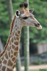 Khao Kheow Open Zoo