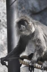 Khao Kheow Open Zoo