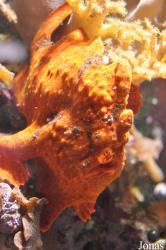 Antennarius commerson