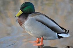 WWT London Wetland Centre