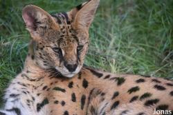 Leptailurus serval