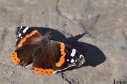 Vanessa atalanta