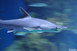 London Sea Life Aquarium