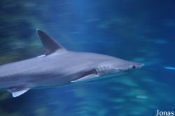 London Sea Life Aquarium