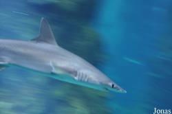 London Sea Life Aquarium
