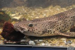 Stedelijk Noordzeeaquarium Oostende