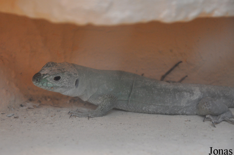 Cactus en Reptielenhuis De Drakenwereld