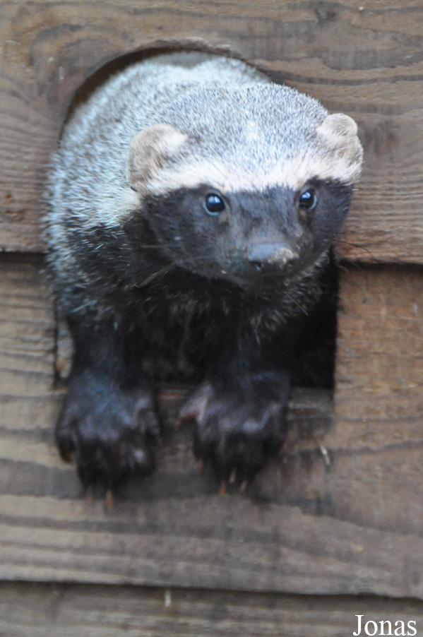 Uilen- en Dierenpark De Paay