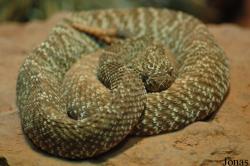 Crotalus vegrandis