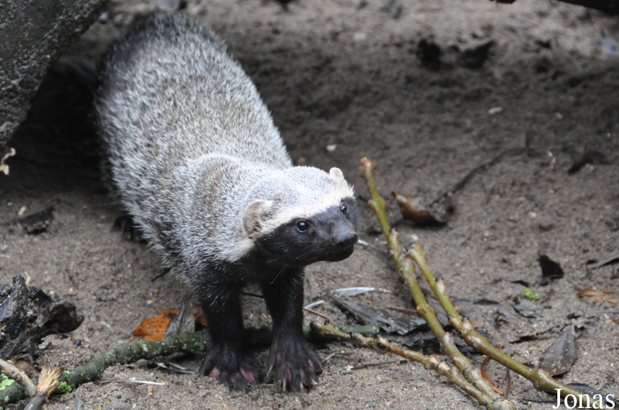 Uilen- en Dierenpark De Paay