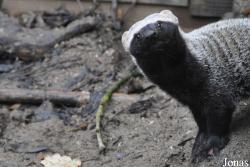 Uilen- en Dierenpark De Paay