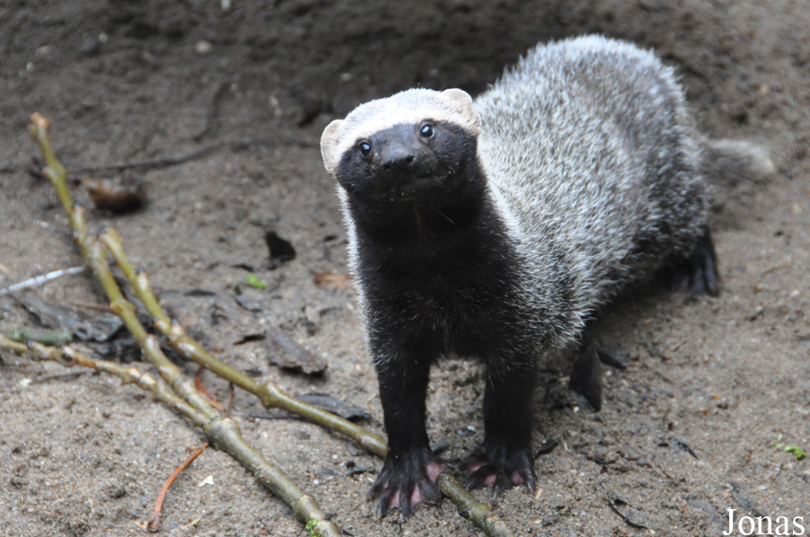 Uilen- en Dierenpark De Paay