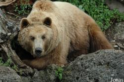 Ursus arctos arctos